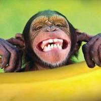 macaco (1)